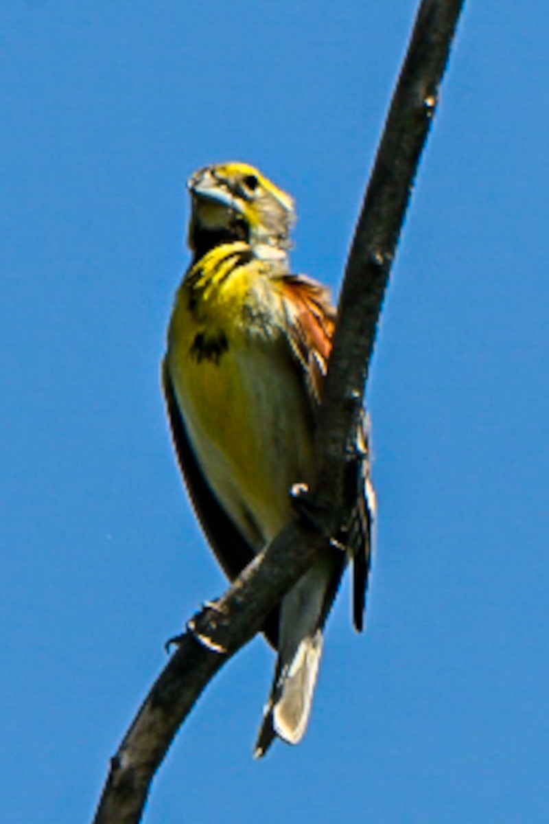 sisselspurv - ML637694304