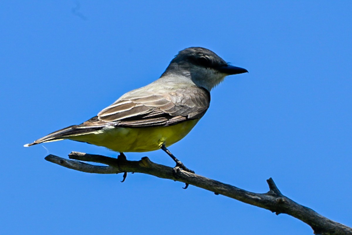 vestkongetyrann - ML637694342