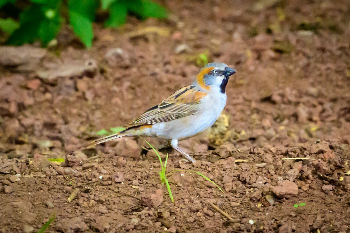 Kenya Rufous Sparrow - ML637694377