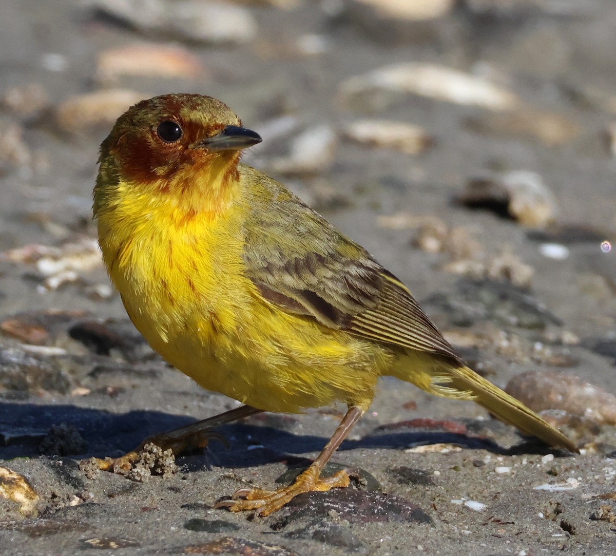 Yellow Warbler (Mangrove) - ML637694383