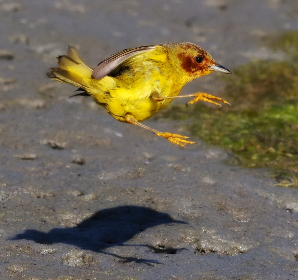 Yellow Warbler (Mangrove) - ML637694389