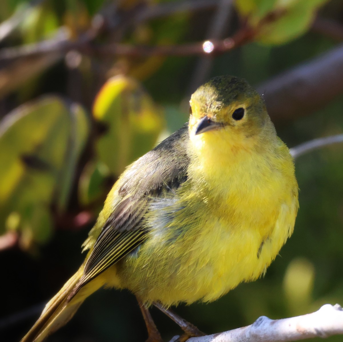Yellow Warbler (Mangrove) - ML637694391