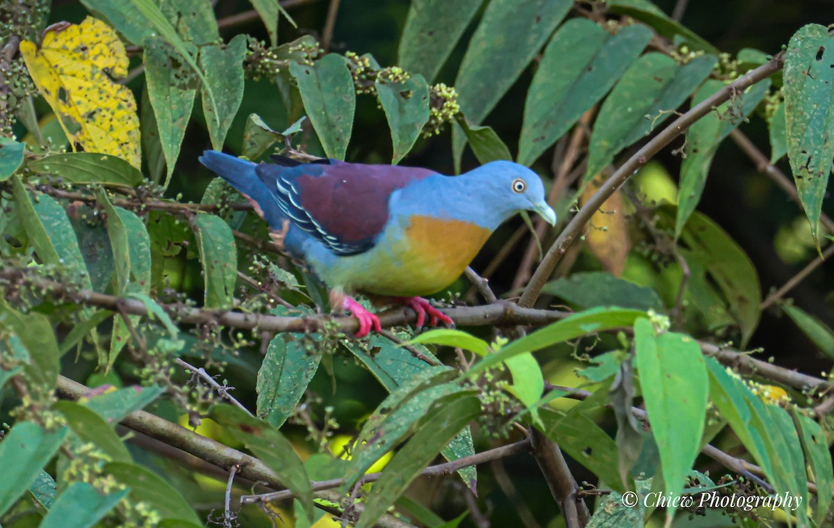 Little Green-Pigeon - ML637694400