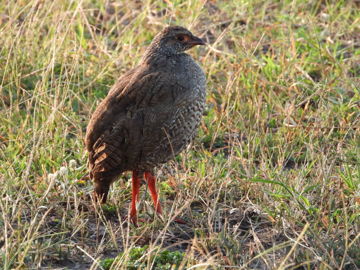 Red-necked Spurfowl - ML637694401