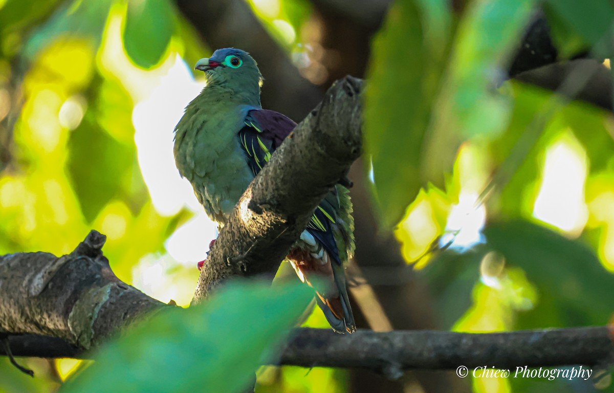 Thick-billed Green-Pigeon - ML637694404