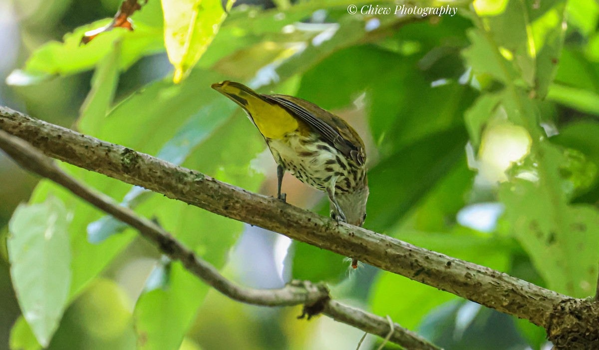 Ventriloquial Oriole - ML637694450