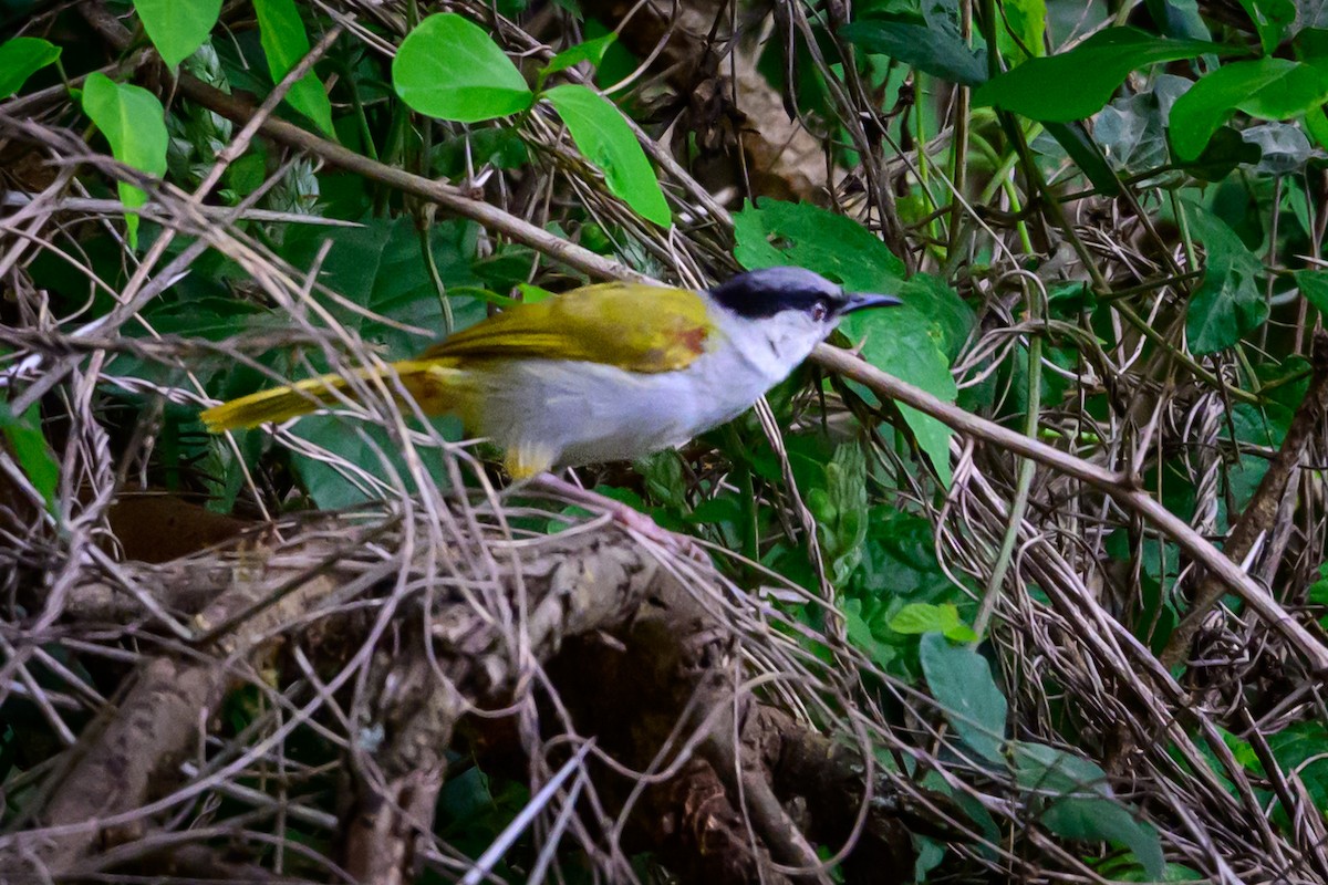 Gray-capped Warbler - ML637694453