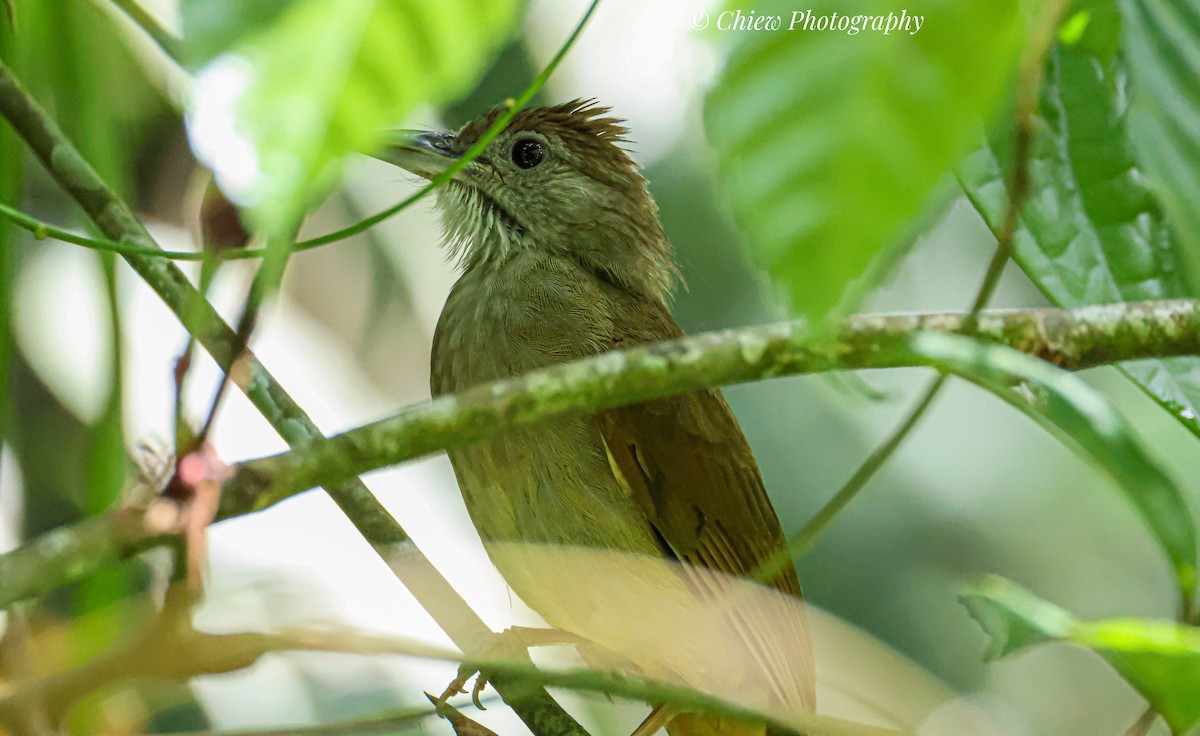 Gray-cheeked Bulbul - ML637694486