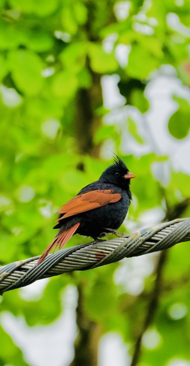 Crested Bunting - ML637694495
