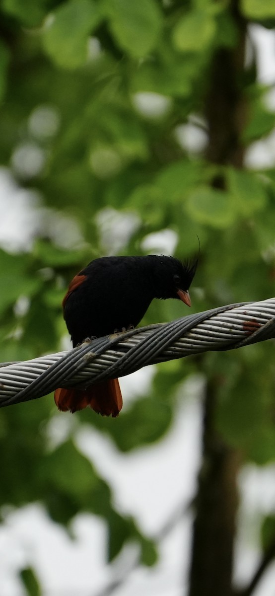 Crested Bunting - ML637694497