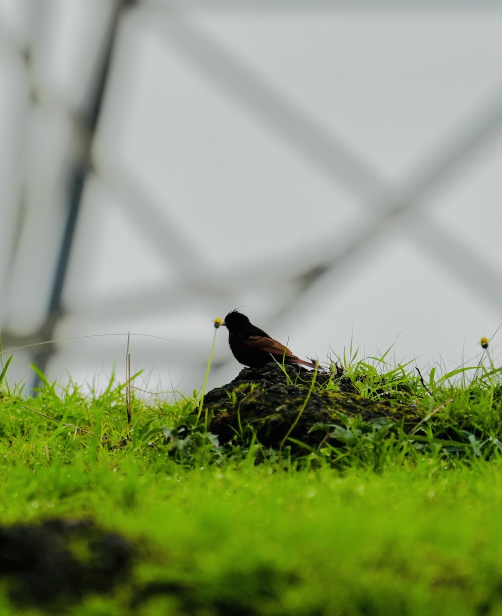 Crested Bunting - ML637694498
