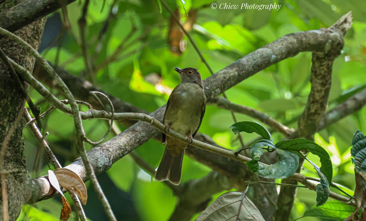 bulbul brýlatý - ML637694503