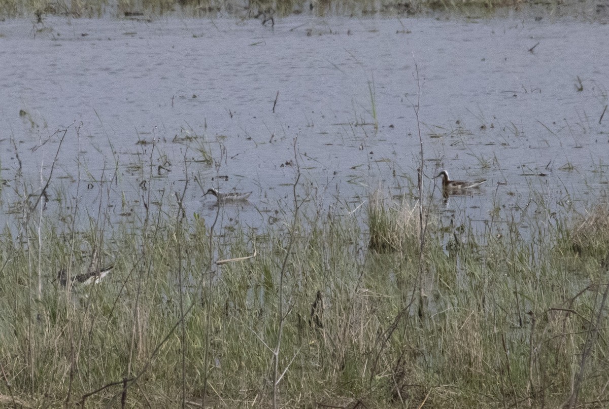 アメリカヒレアシシギ - ML637694512