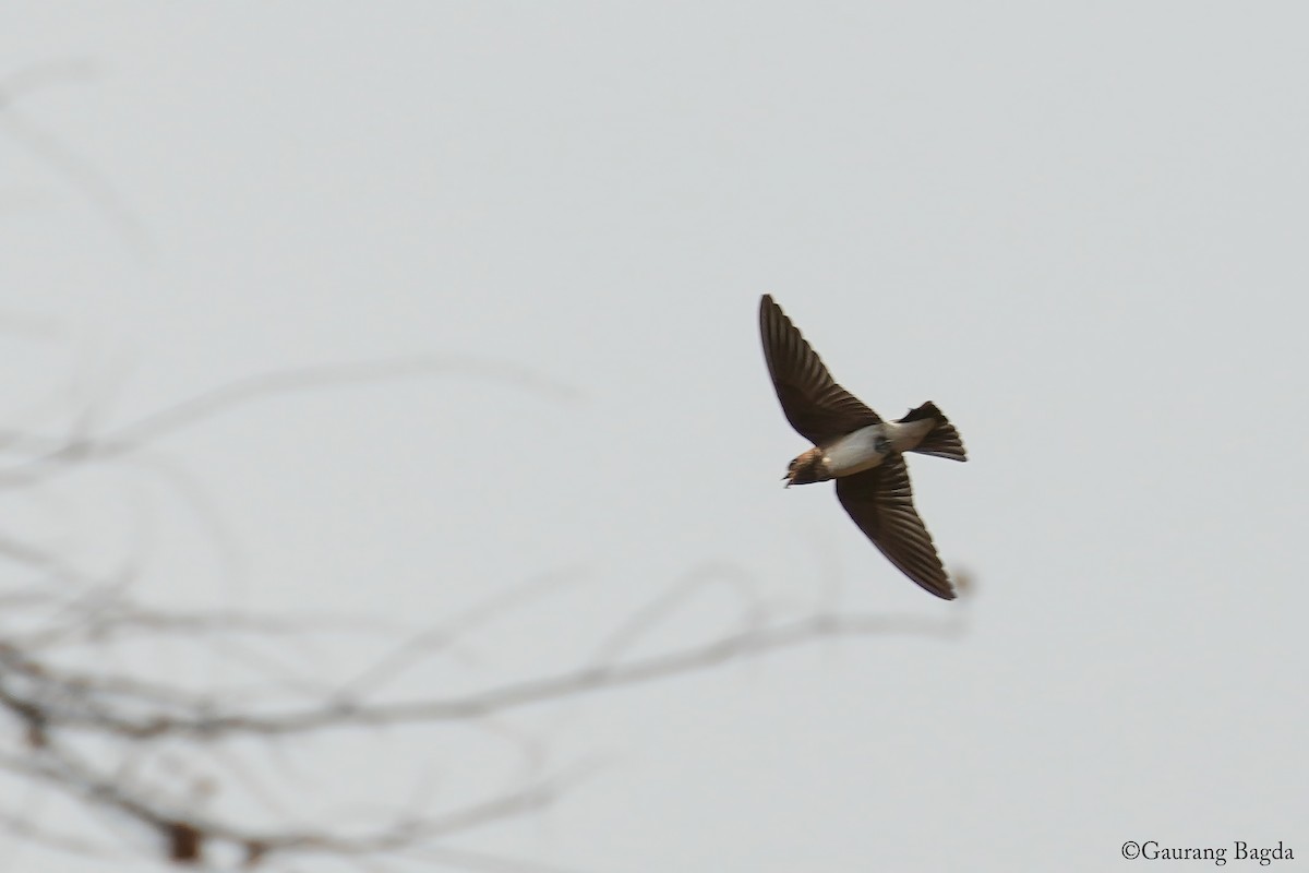 Streak-throated Swallow - ML637694535
