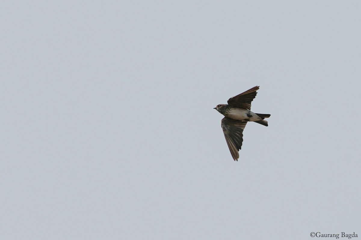 Streak-throated Swallow - ML637694536