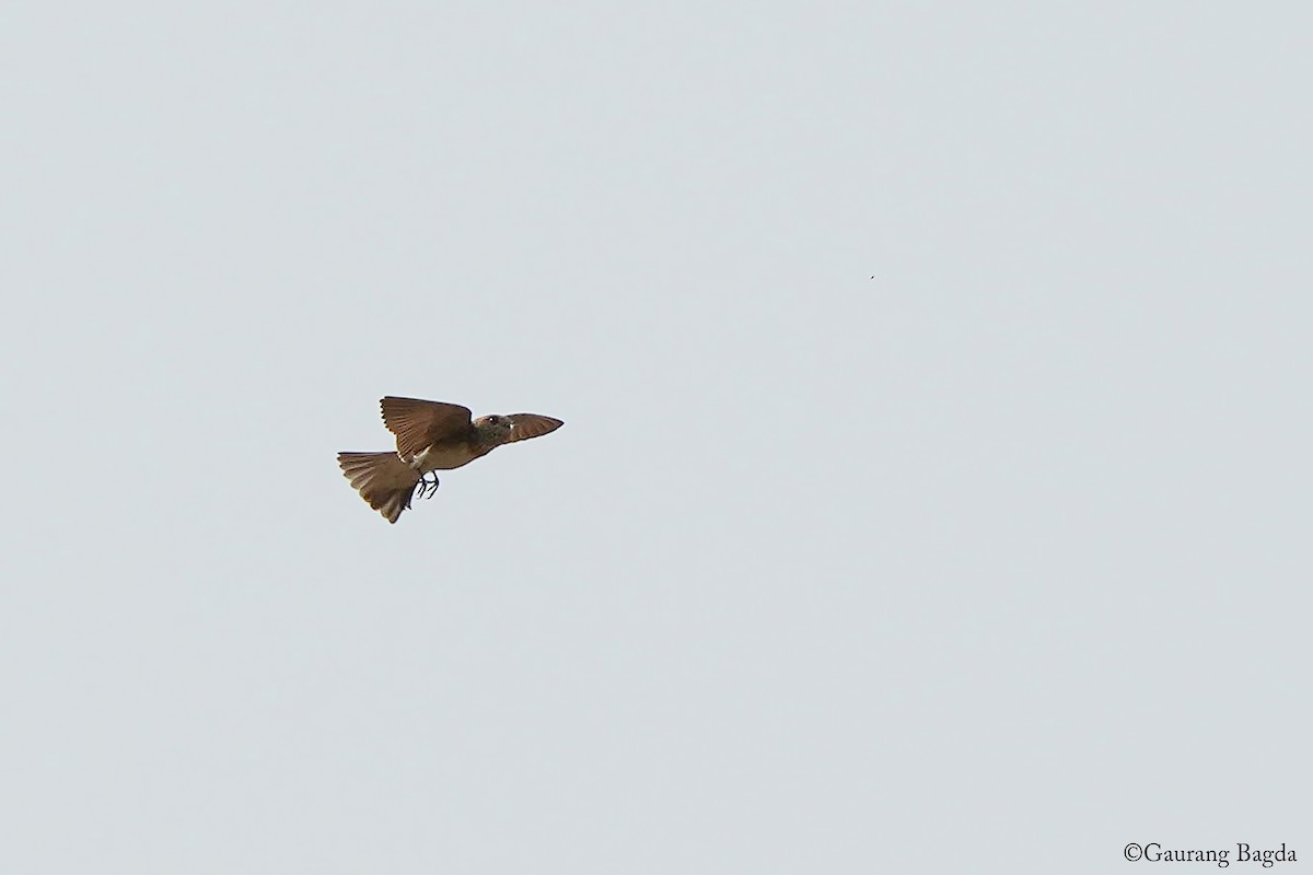 Streak-throated Swallow - ML637694537
