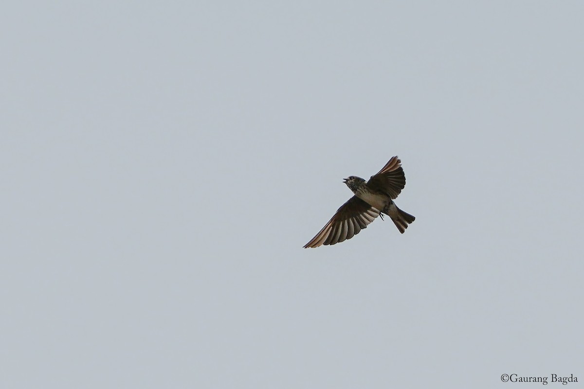 Streak-throated Swallow - ML637694538