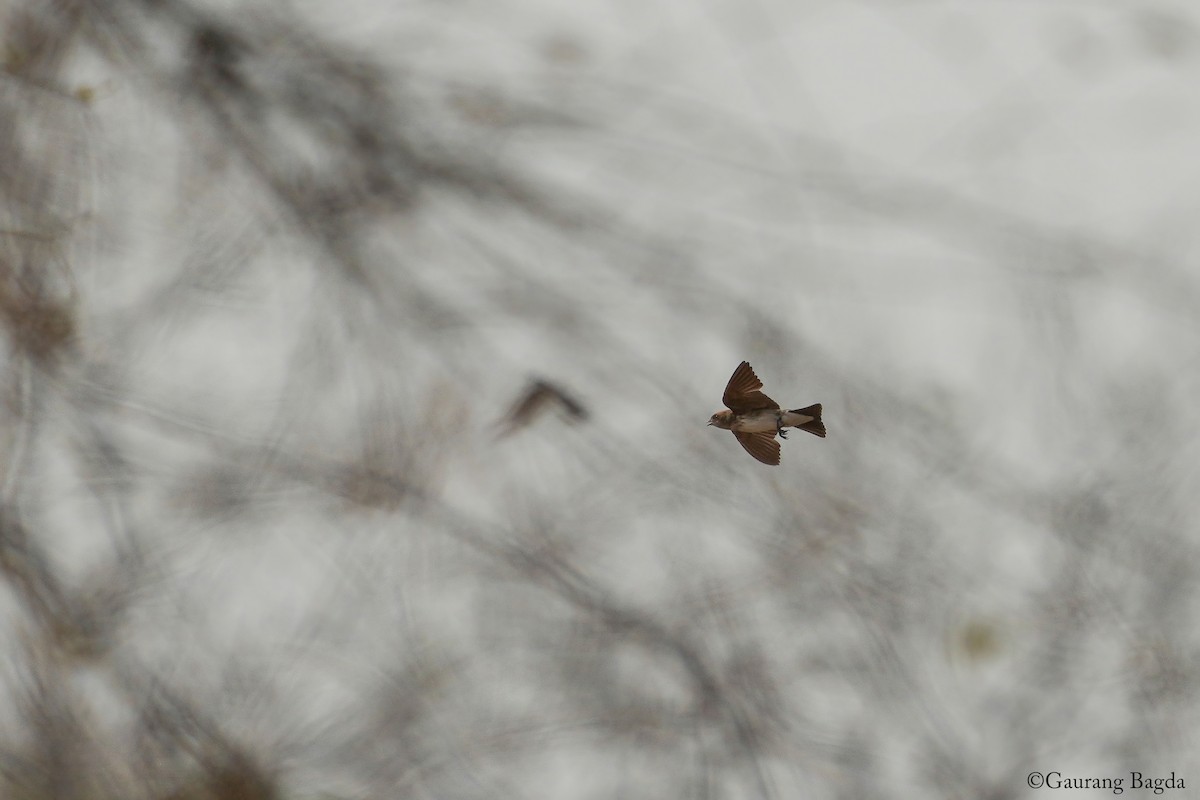 Streak-throated Swallow - ML637694539