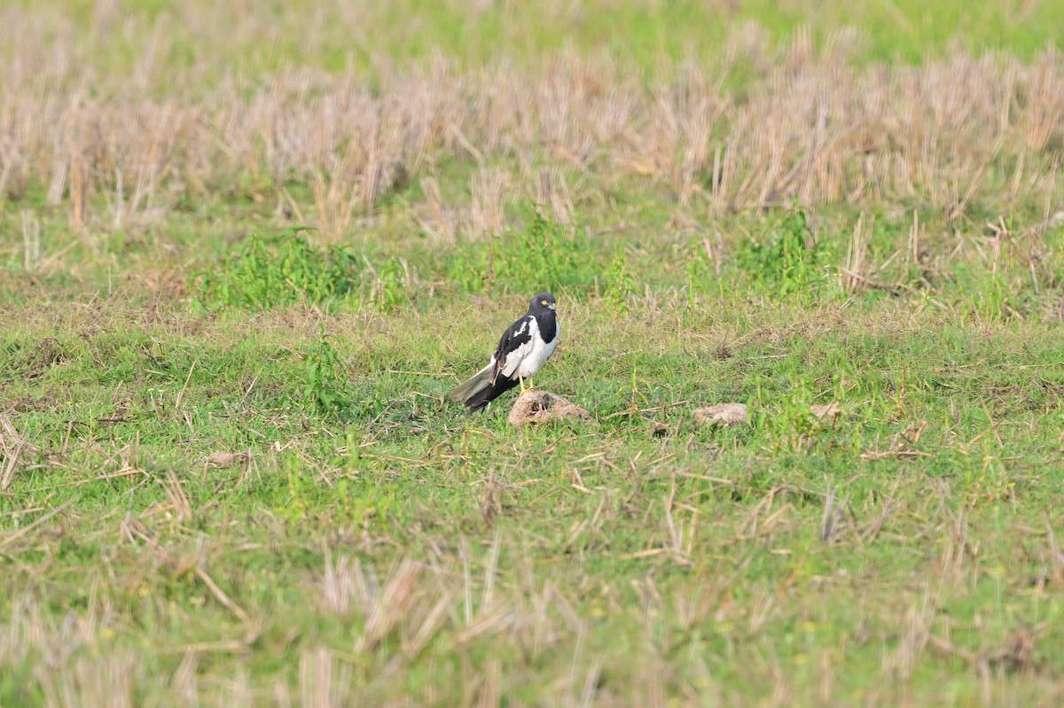 Pied Harrier - ML637694583