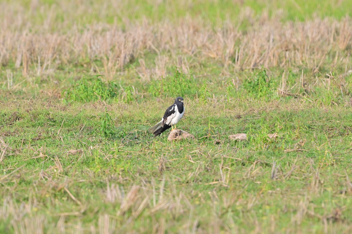 Pied Harrier - ML637694585
