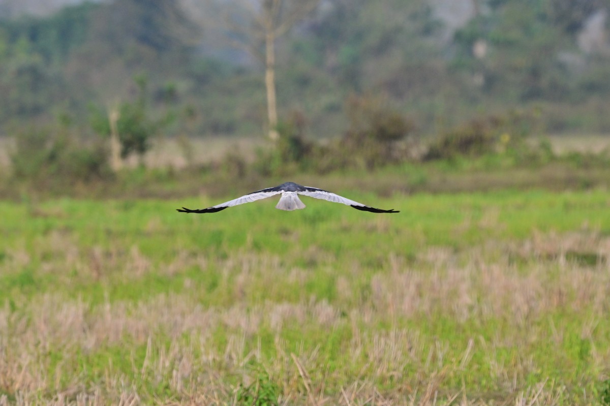 Pied Harrier - ML637694587