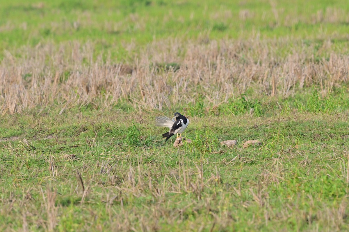 Pied Harrier - ML637694597