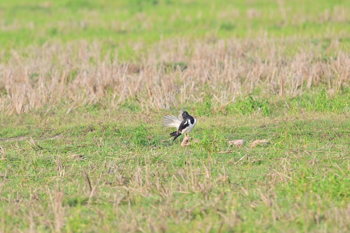 Pied Harrier - ML637694599