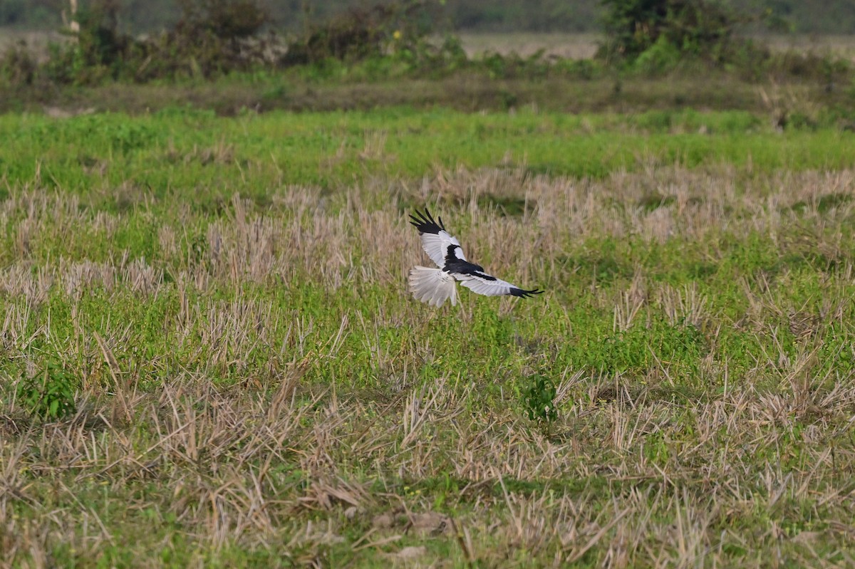 Pied Harrier - ML637694602