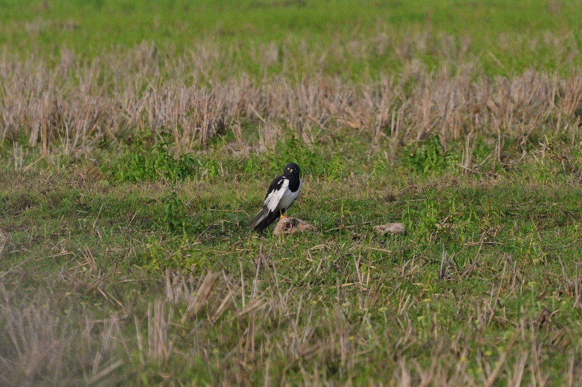 Pied Harrier - ML637694603