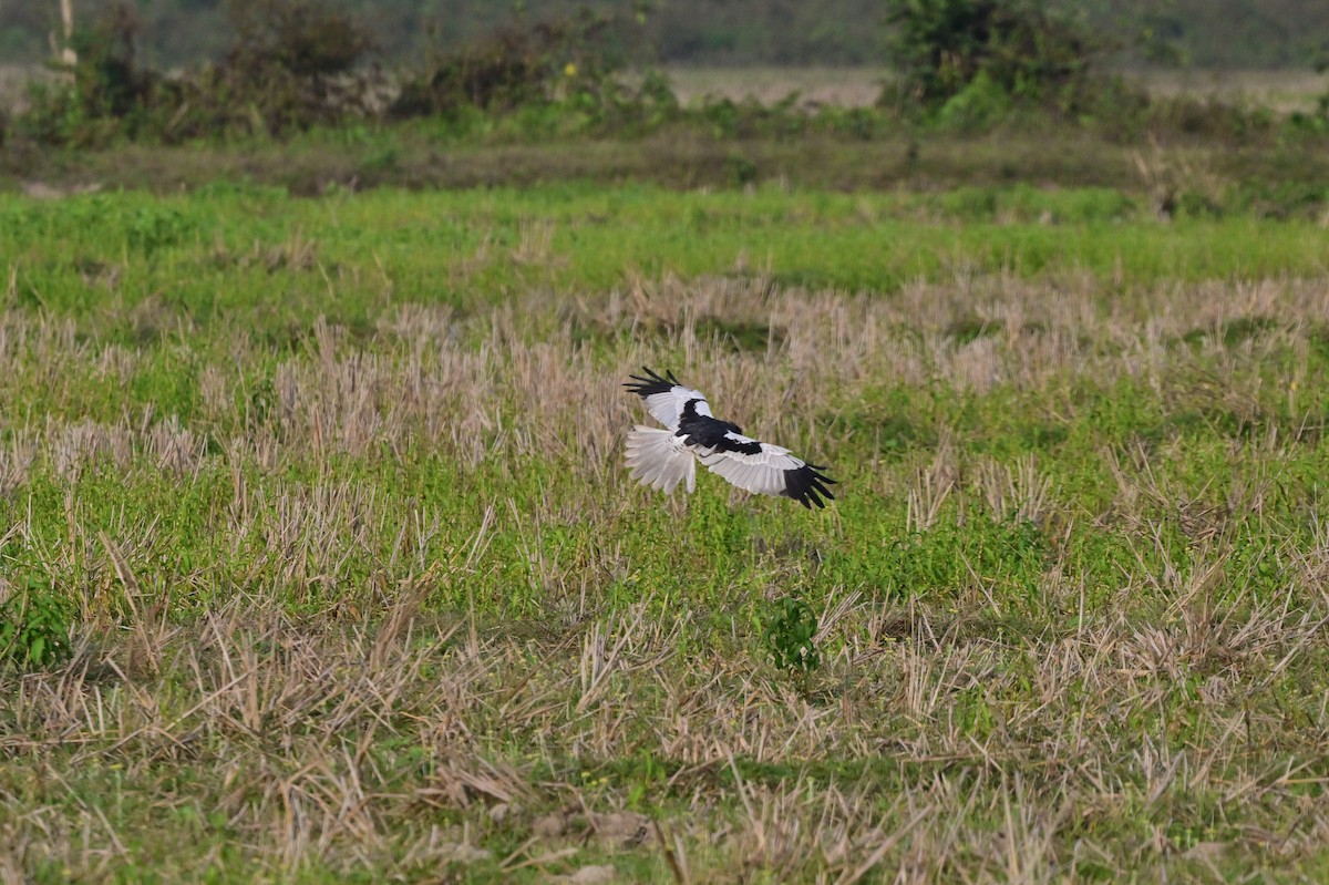 Pied Harrier - ML637694605