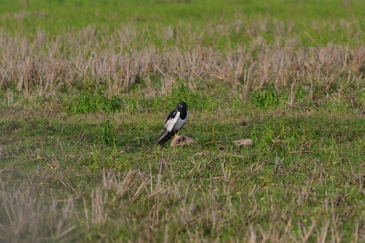 Pied Harrier - ML637694606