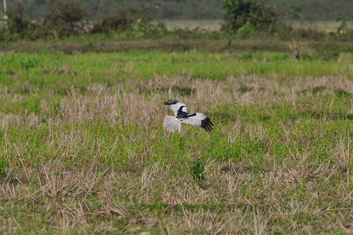 Pied Harrier - ML637694607