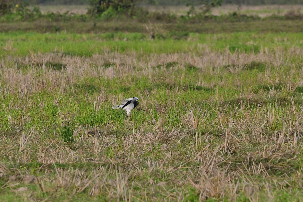 Pied Harrier - ML637694609
