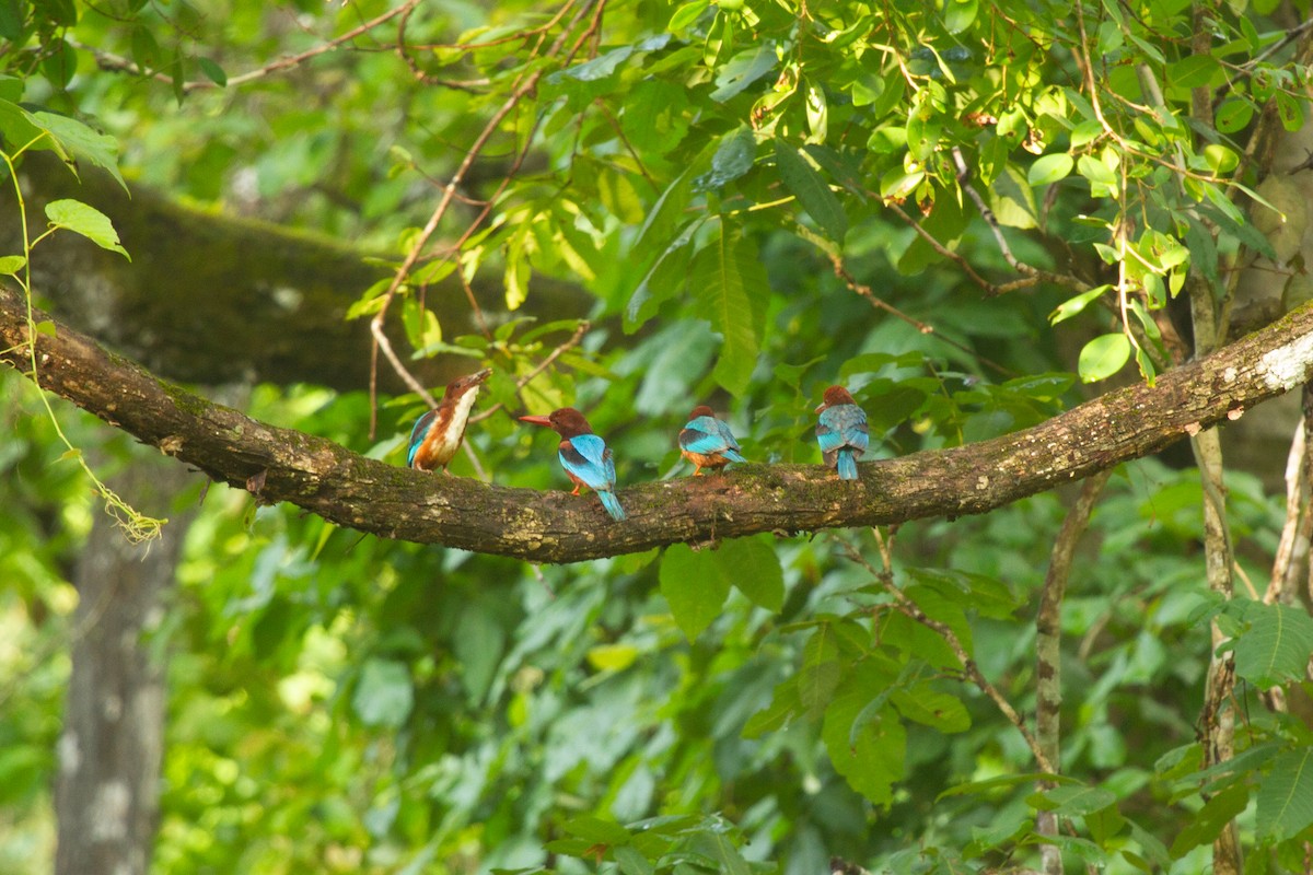 White-throated Kingfisher - ML637694610