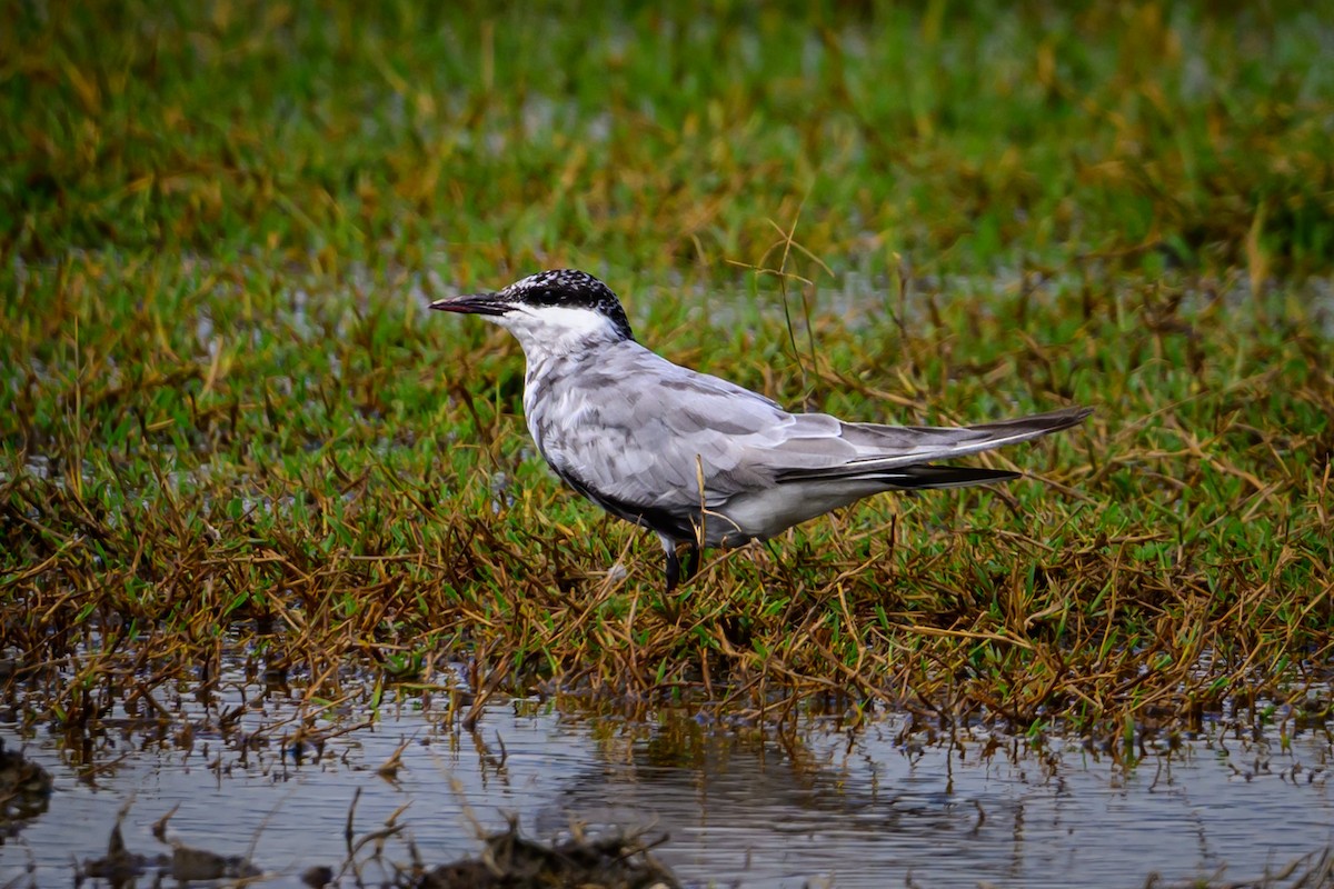 Whiskered Tern - ML637694644