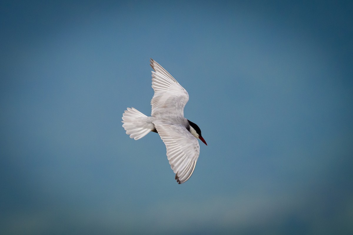 Whiskered Tern - ML637694645