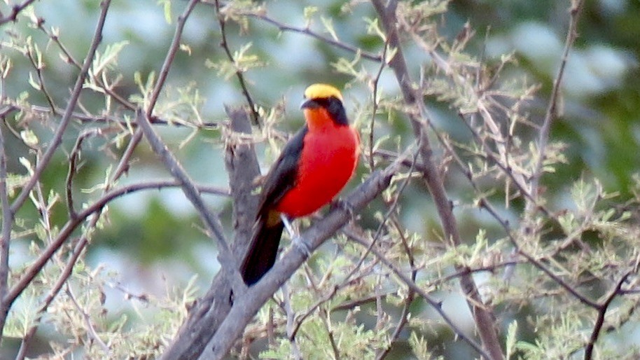 Yellow-crowned Gonolek - ML637694646