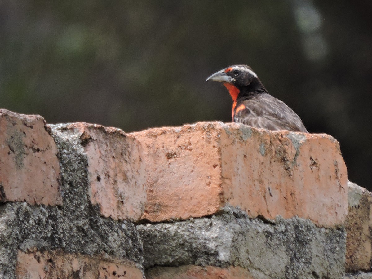 Peruvian Meadowlark - ML637694663