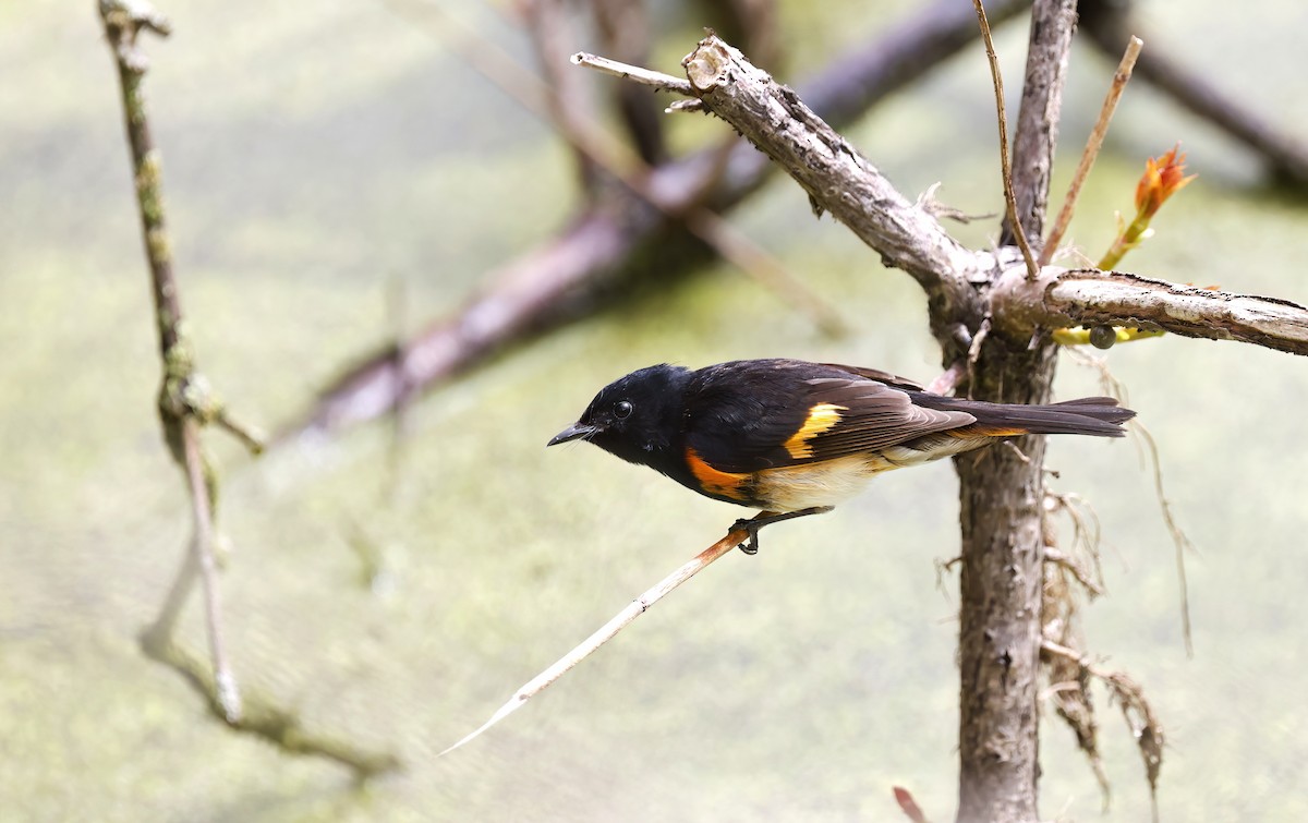 Горихвостковая древесница - ML637694671