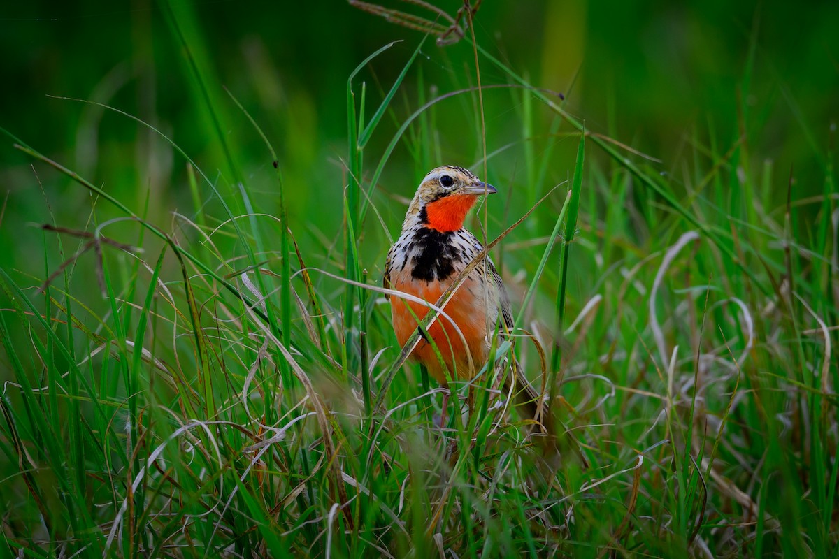 Rosy-throated Longclaw - ML637694751