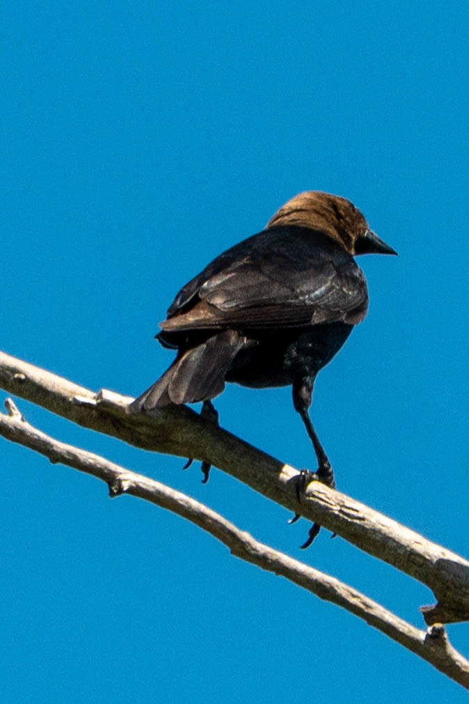 brunhodetrupial - ML637694762