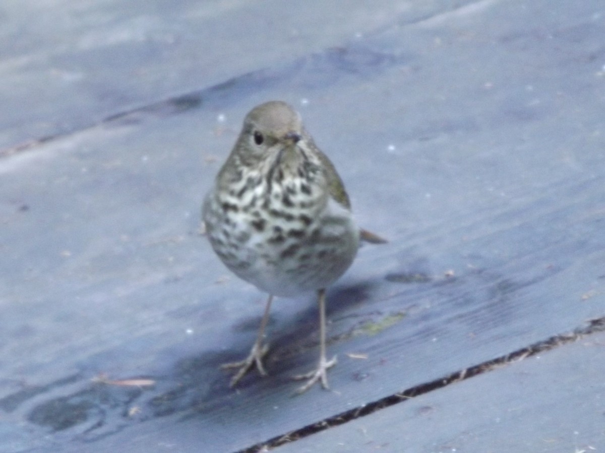 Hermit Thrush - ML637694805