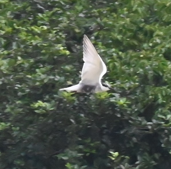 Whiskered Tern - ML637694884