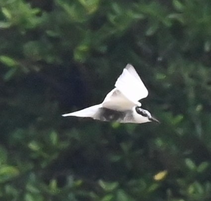 Whiskered Tern - ML637694885