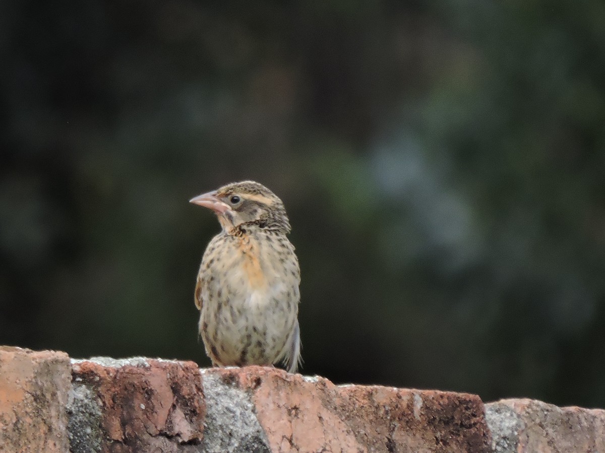 Peruvian Meadowlark - ML637694915