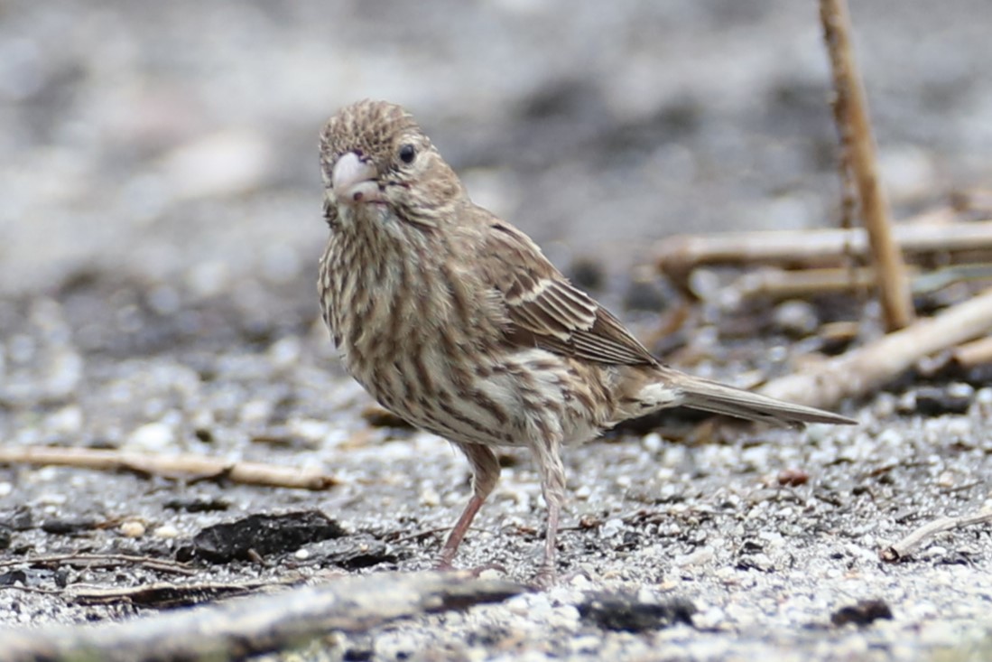 House Finch - ML637694916