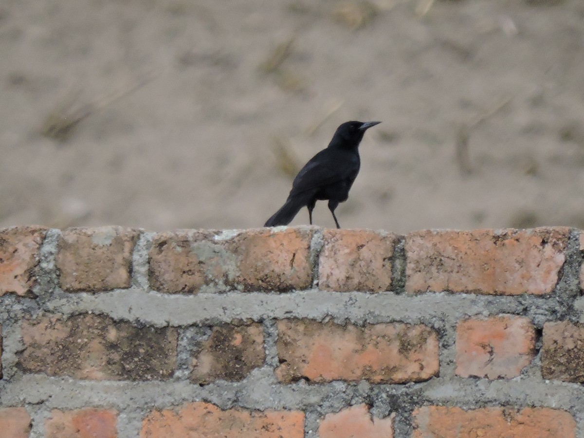 Scrub Blackbird - ML637694923
