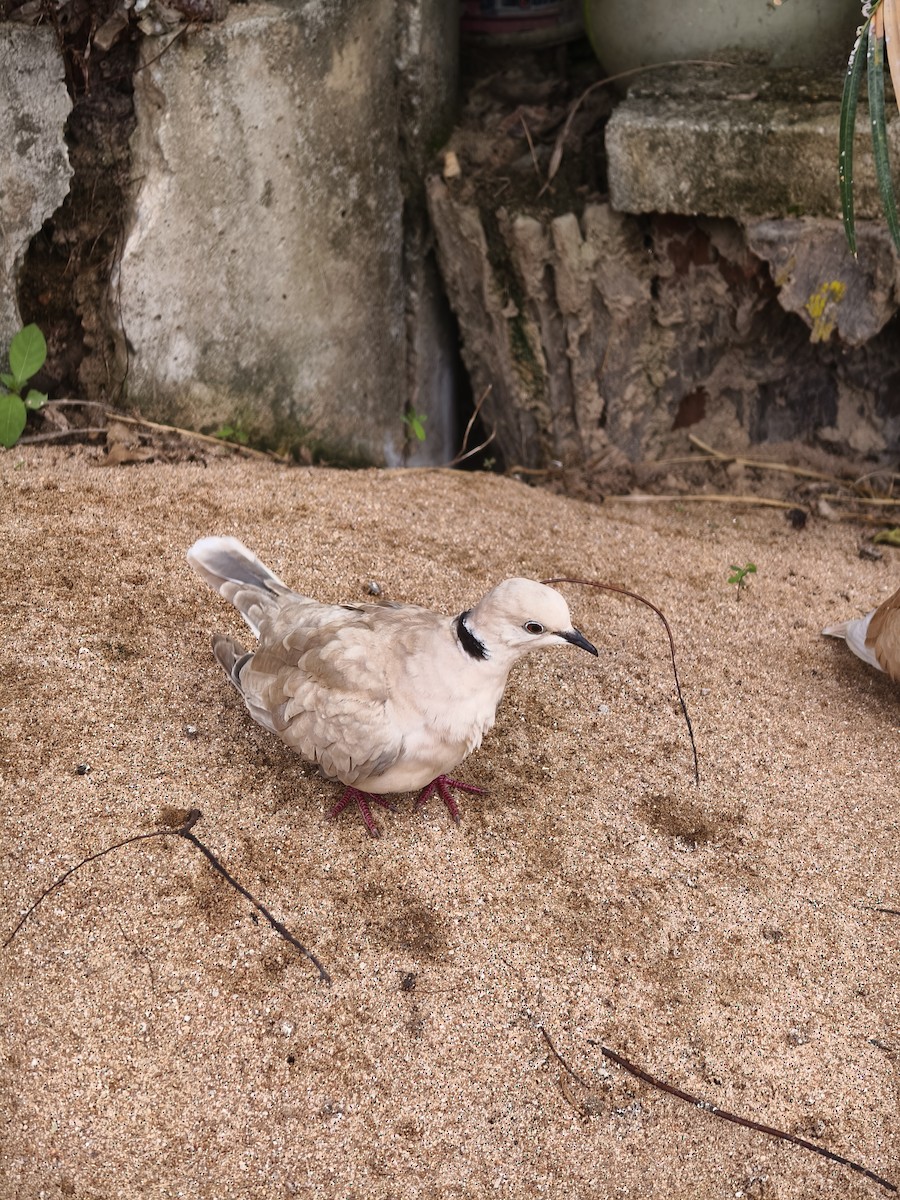 African Collared-Dove (Domestic type or Ringed Turtle-Dove) - ML637694929