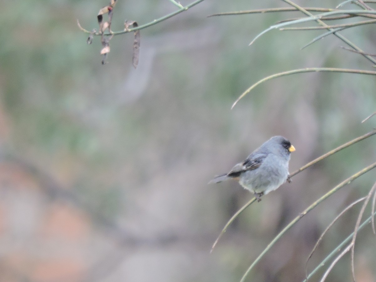 Band-tailed Seedeater - ML637694945