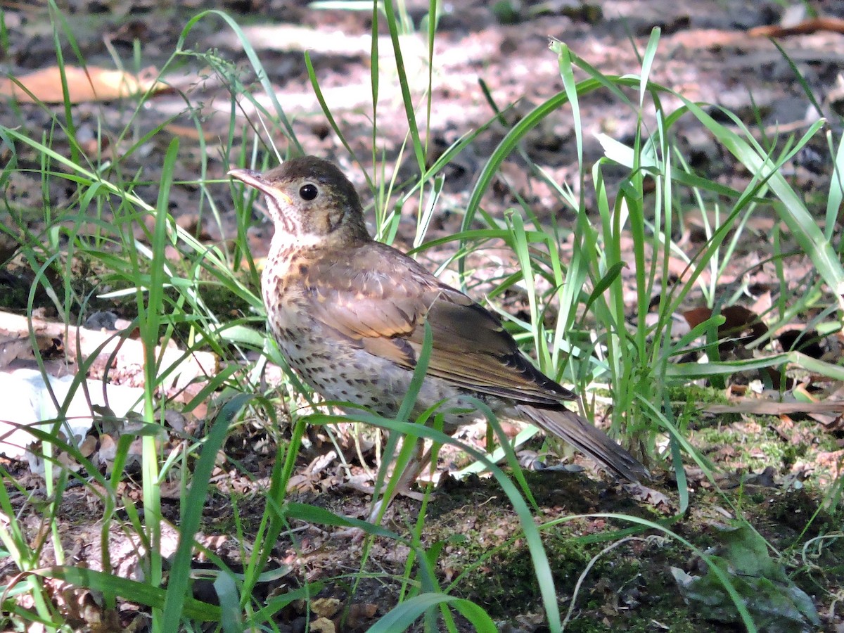 Song Thrush - ML637695018